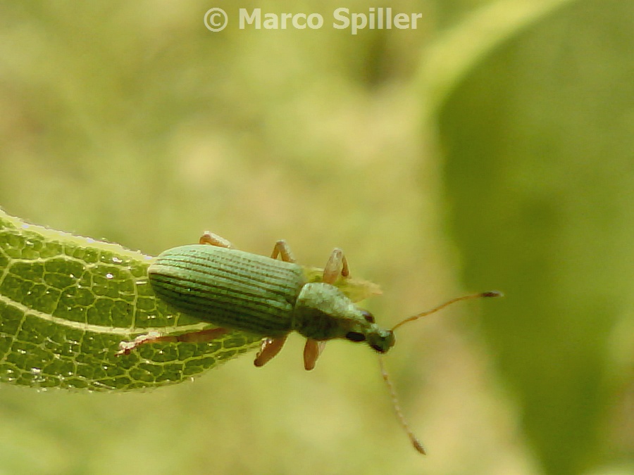 Phyllobius o Polydrusus - Polydrusus formosus